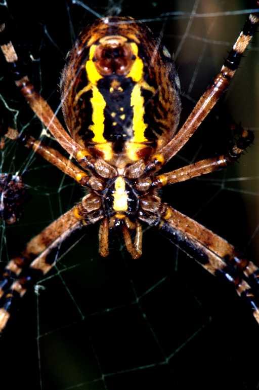 Argiope_bruennichi_P1512_Z_81_Les Gris_Frankrijk.jpg